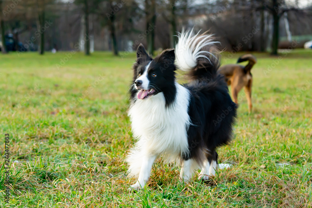 Border collie. Walking outdoors in the autumn.Beautiful closeup portrait. Border collie. Walking outdoors in the autumn.Beautiful closeup portrait.