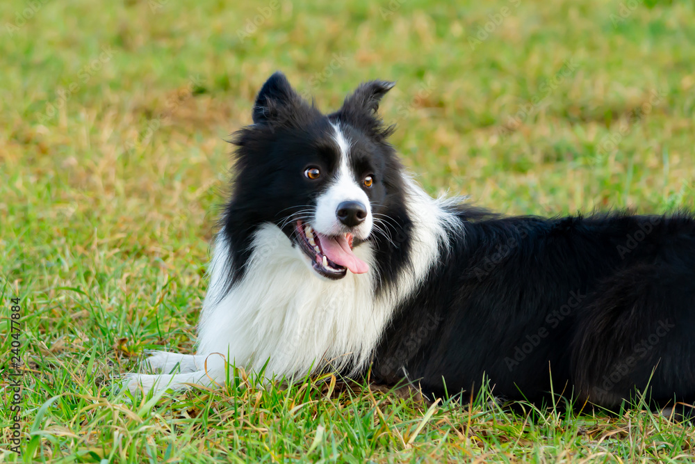 Fototapeta premium Border collie. Walking outdoors in the autumn.Beautiful closeup portrait.