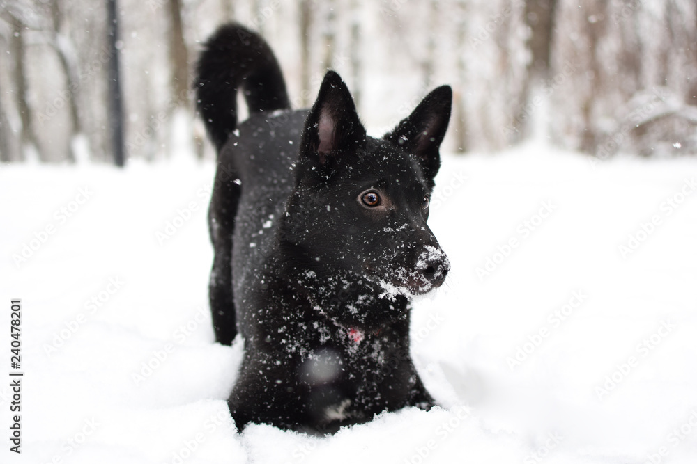 Fototapeta premium dog in the snow