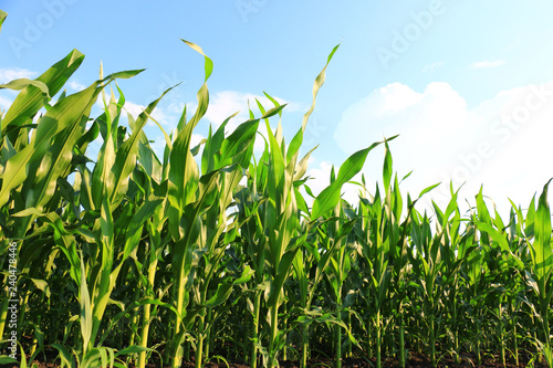 green Corn Field