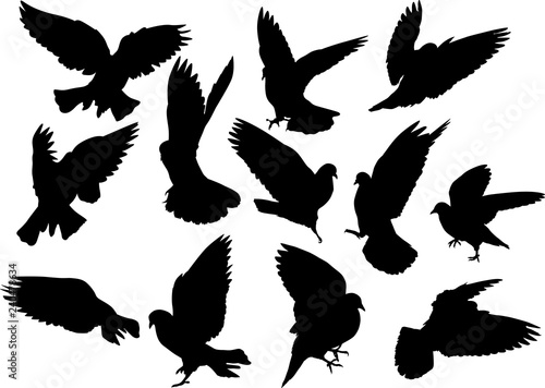 twelve isolated black pigeons