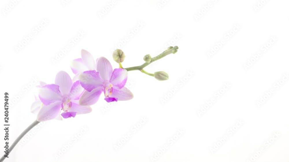 Beautiful rare orchid in pot on White background Beautiful rare orchid in pot on White background