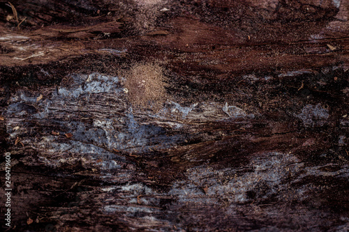 Wood Textures Backgrounds