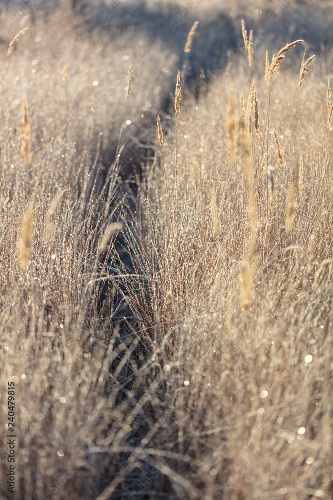 Dry grass in the morning at sunrise Dry grass in the morning at sunrise