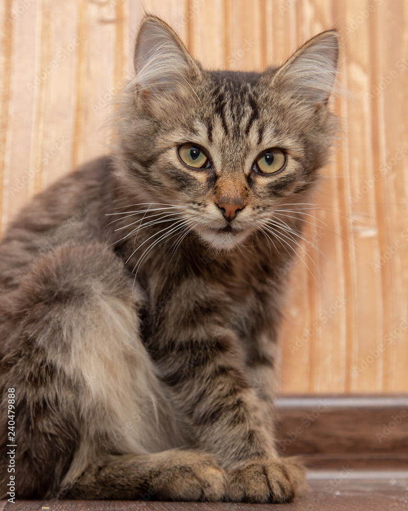 Obraz premium Portrait of a Maine Coon kitten