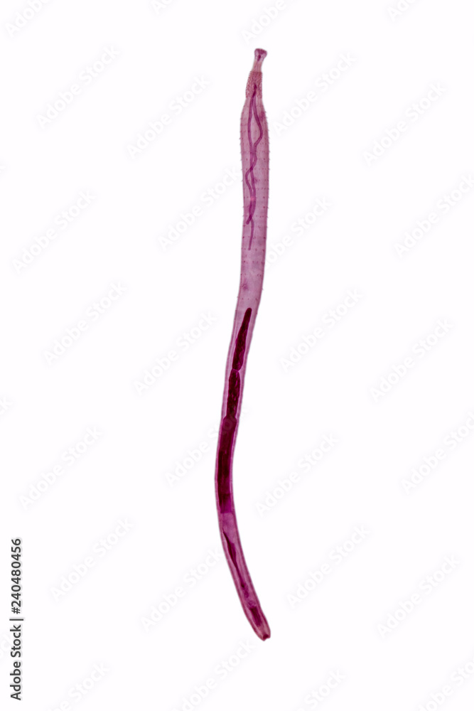 Patterns and backgrounds of Parasitic, Study of Parasitic and Anatomical pathology in laboratory. Patterns and backgrounds of Parasitic, Study of Parasitic and Anatomical pathology in laboratory.