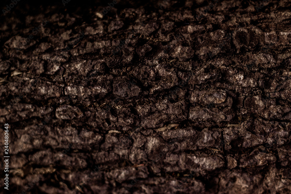 Wood Texture Backgrounds Wood Texture Backgrounds