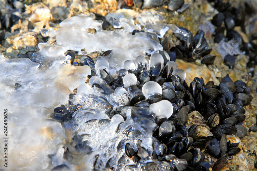 Frozen hi-tecand staffed mussels