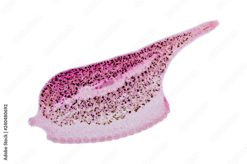 Patterns and backgrounds of Parasitic, Study of Parasitic and Anatomical pathology in laboratory. Patterns and backgrounds of Parasitic, Study of Parasitic and Anatomical pathology in laboratory.
