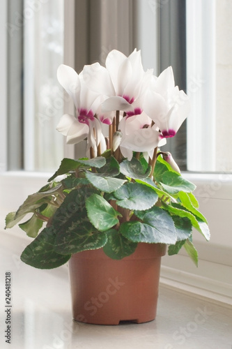 Beautiful white cyclamen in a pot on a windowsill
