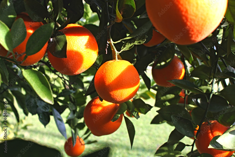 Ripe oranges on the branches Ripe oranges on the branches