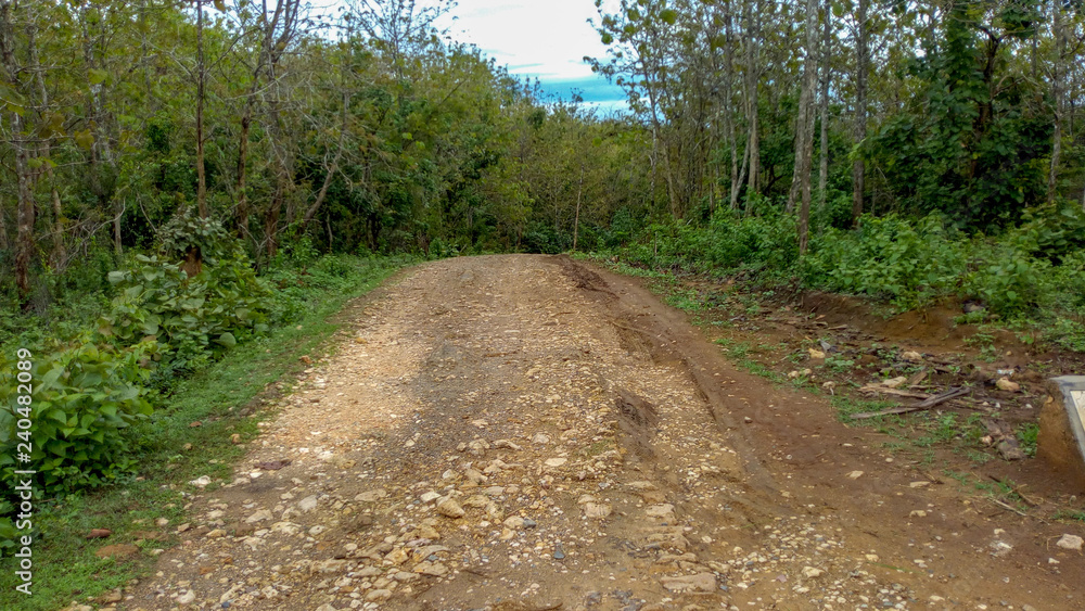 Fototapeta premium Teak Forest