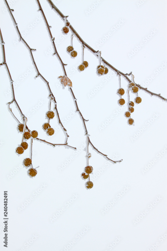 platane fruit in the frost and snow platane fruit in the frost and snow