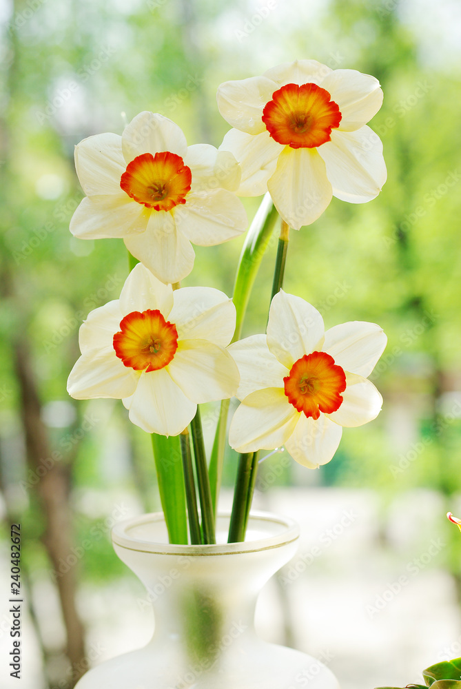 Four daffodils on a natural background