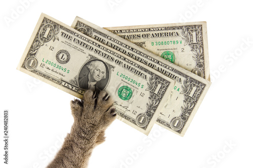 cat's paw is on dollars. isolate white background
