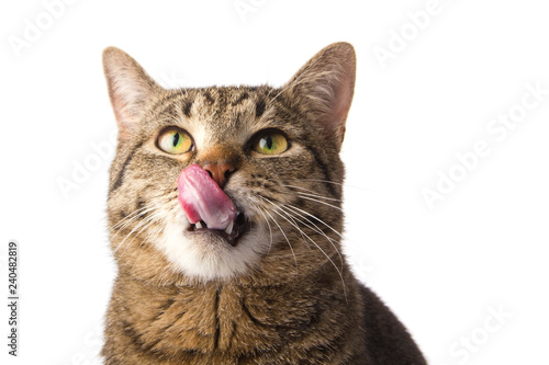 the cat licks her nose white background isolate
