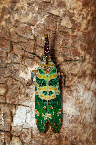 Image of fulgorid bug or lanternfly (Pyrops oculata) on nature background. Insect. Animal photo