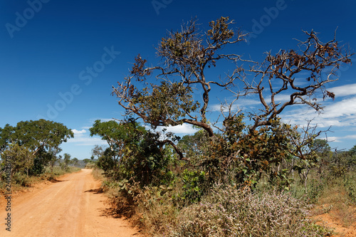 Piaszczysta droga przez brazylijską "chapadę"  © Miroslaw