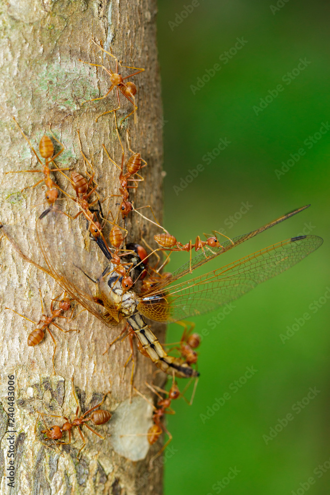 Image of red ants eating dragonflies on tree. Animal. Image of red ants eating dragonflies on tree. Animal.
