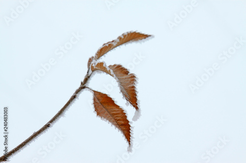 Brown plant leaves in the frost and snow