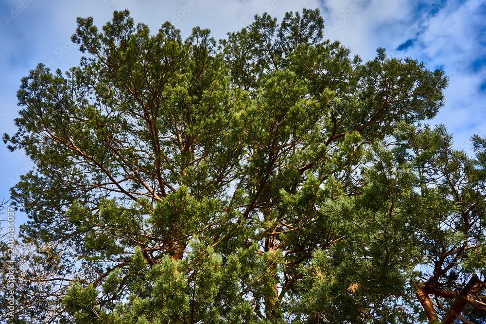 Pine ordinary against the blue sky. Green needles on pine branches as a natural texture. Great design concept. Pine ordinary against the blue sky. Green needles on pine branches as a natural texture. Great design concept.