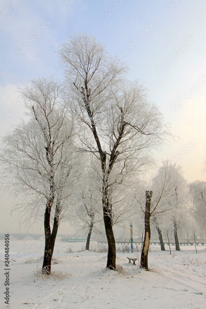 Rime scenery in a park