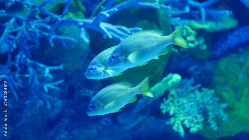 Beautiful fish in the aquarium on decoration of aquatic plants background. A colorful fish in fish tank. Beautiful fish in the aquarium on decoration of aquatic plants background. A colorful fish in fish tank.