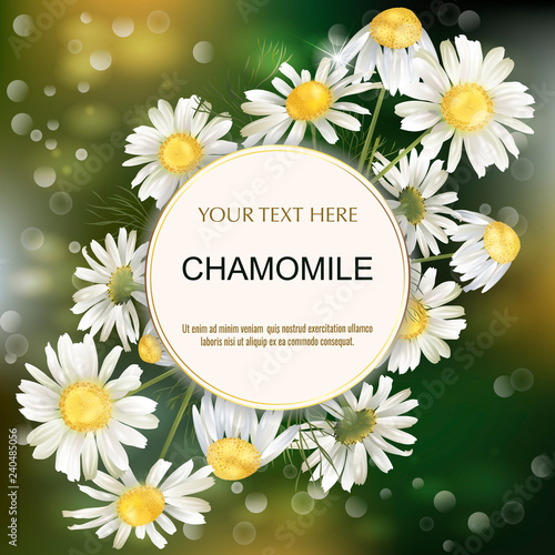 Vector banner with chamomile flowers for invitation, packaging, cosmetics, perfume, healthy food. Space for text.