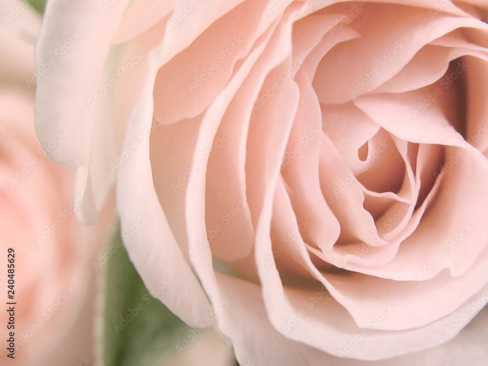 pink rose, top view macro with petals, on blurred background pink rose, top view macro with petals, on blurred background