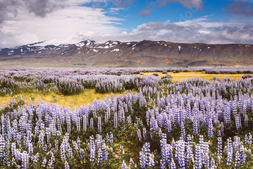 Countryside landscape with colorful field of purple Lupin (Lupinus) flowers and distant mountain with snowy peak. Southern region of Iceland, Europe