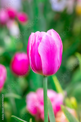 Tulip pink background.