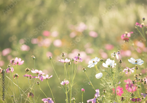 Cosmos flowers in the field of Lumphun province countryside Thailand
