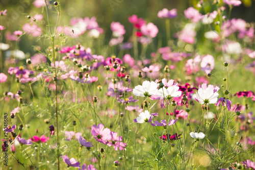 Cosmos flowers in the field of Lumphun province countryside Thailand