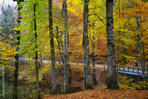 autumn in the Yedigoller park  Bolu