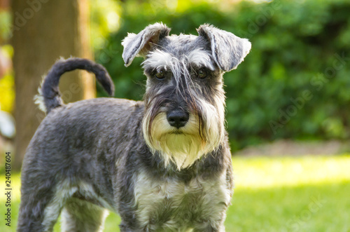 miniature schnauzer in the garden in spring