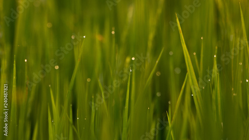 Drops of water on the top of the grass