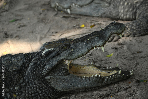 Krokodile auf einer Krokodilfarm in Thailand photo