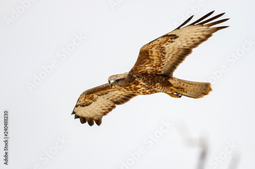 Quadro em tela Steppe buzzard in Kgalagadi Transfrontier Park in South Africa