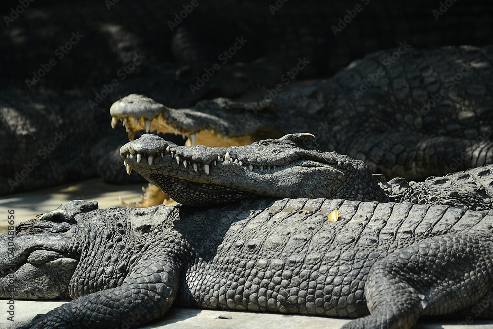 Obraz premium Krokodile auf einer Krokodilfarm in Thailand