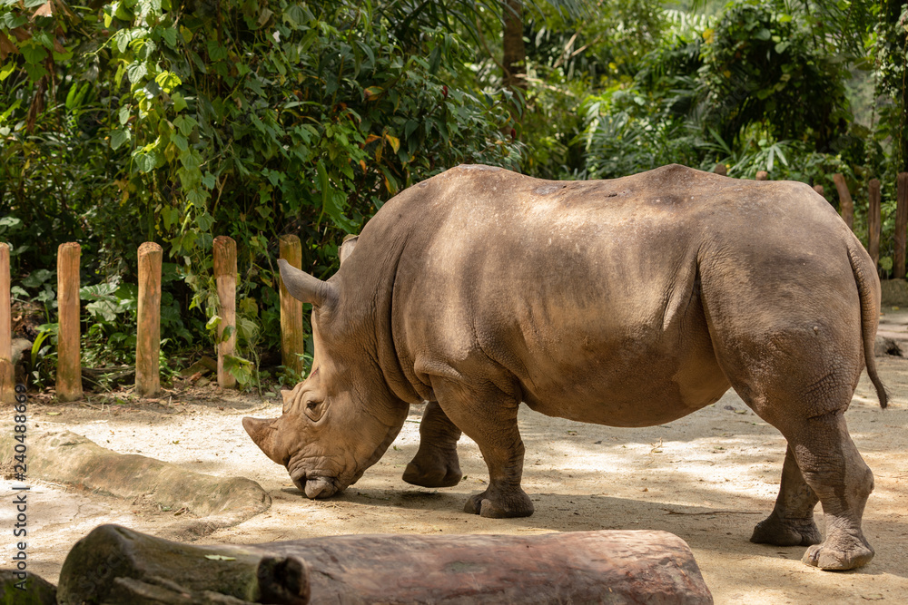 White rhino or square-lipped rhinoceros, Ceratotherium simum. Big male White rhino or square-lipped rhinoceros, Ceratotherium simum. Big male