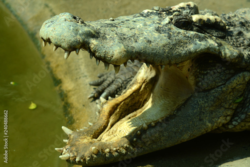 Krokodile auf einer Krokodilfarm in Thailand