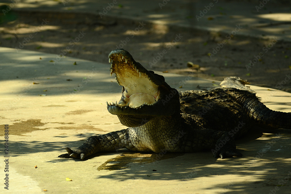 Fototapeta premium Krokodile auf einer Krokodilfarm in Thailand