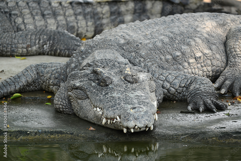 Fototapeta premium Krokodile auf einer Krokodilfarm in Thailand