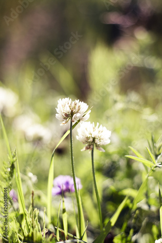 white clover flowers on a bright Sunny meadow