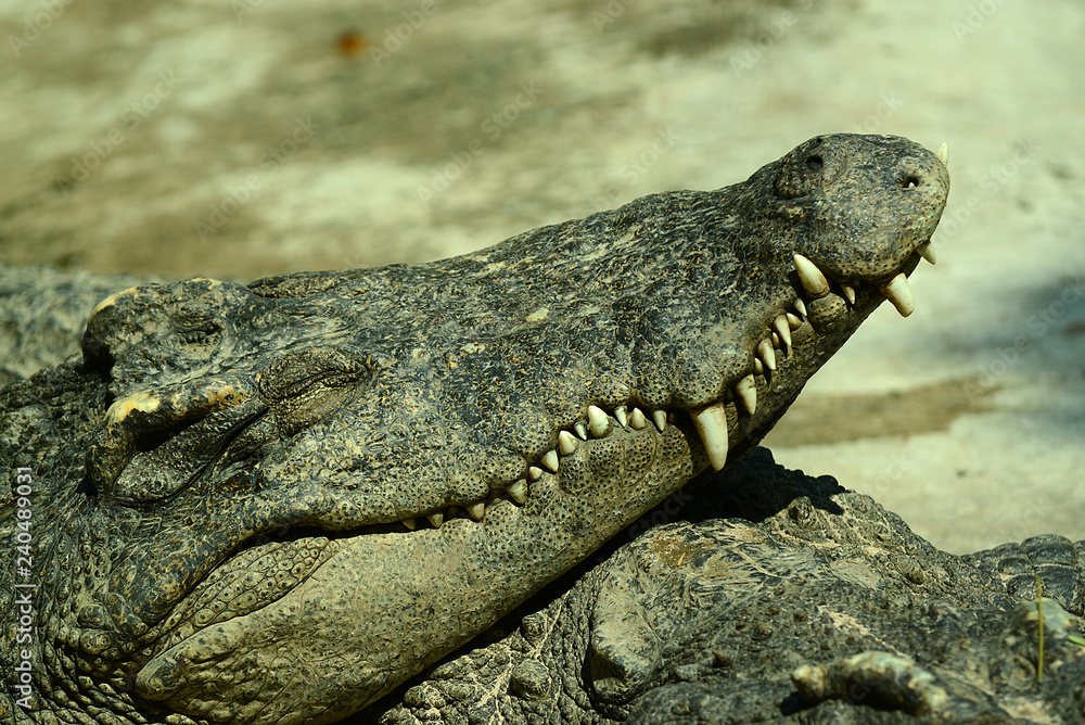 Fototapeta premium Krokodile auf einer Krokodilfarm in Thailand