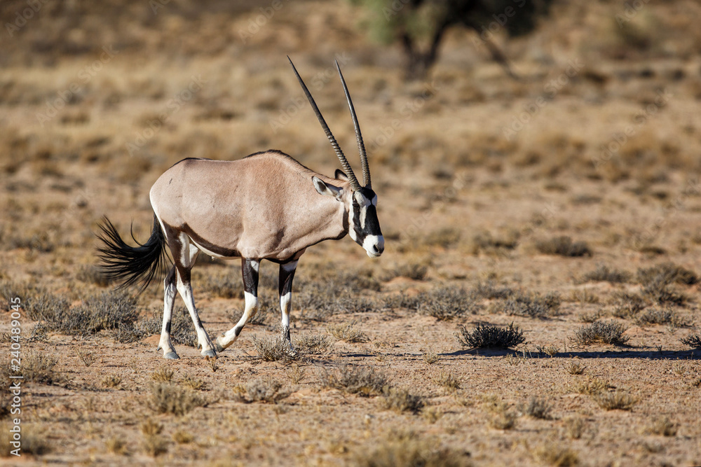 Oryx male in the Kgalagadi Transfrontier Park in South Africa Oryx male in the Kgalagadi Transfrontier Park in South Africa