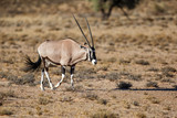 Oryx male in the Kgalagadi Transfrontier Park in South Africa