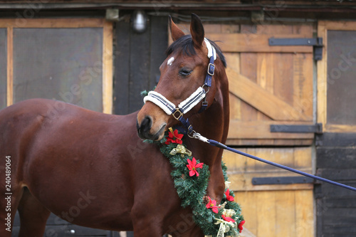 Dreamy image of asaddle horse wearing a beautiful christmas wreath at rural riding hall against barn door