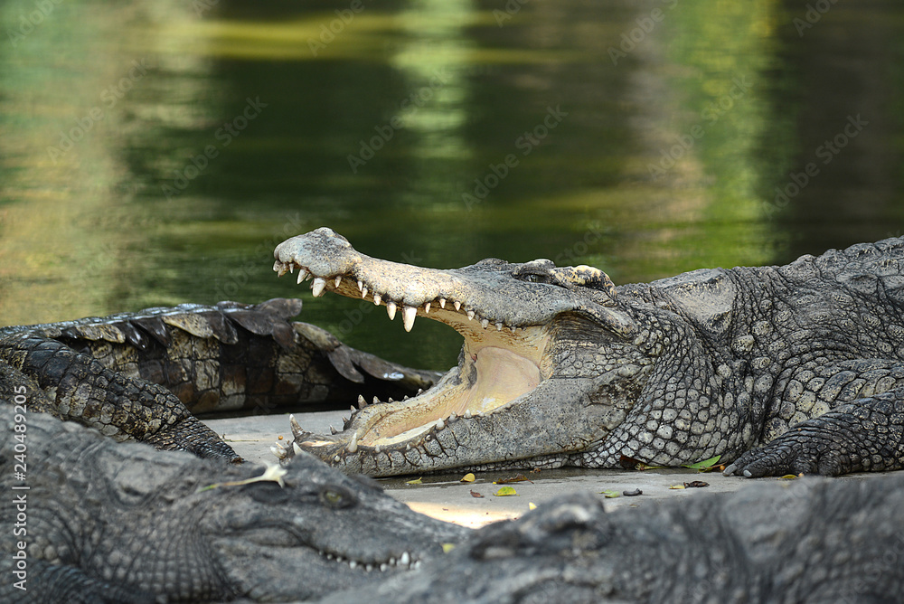 Fototapeta premium Krokodile auf einer Krokodilfarm in Thailand