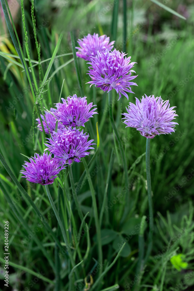 flowers in front of a green skoroda bow tarvy summer image flowers in front of a green skoroda bow tarvy summer image